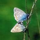 Schmetterlinge