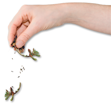 Hand mit Sedumsprossen
