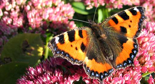 Schmetterling auf Sedumpflanze